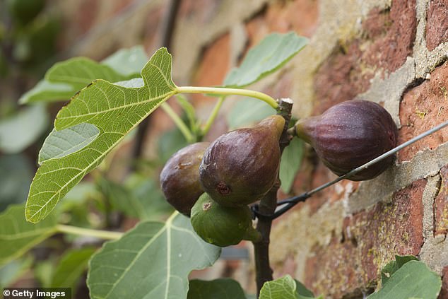 Los higos, que generalmente no se adaptan bien al clima templado y húmedo del Reino Unido, se plantaron por primera vez en el exterior del sitio Hyde Hall de RHS en Essex (imagen de archivo)