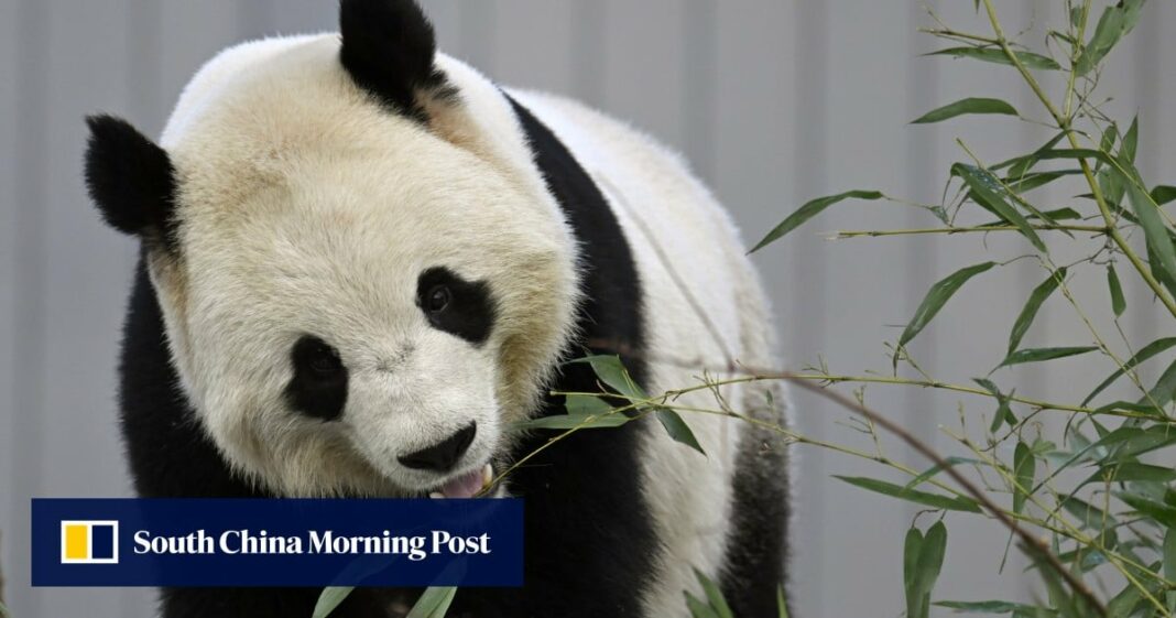 Los nuevos pandas de China hacen su debut en el zoológico nacional en Washington
