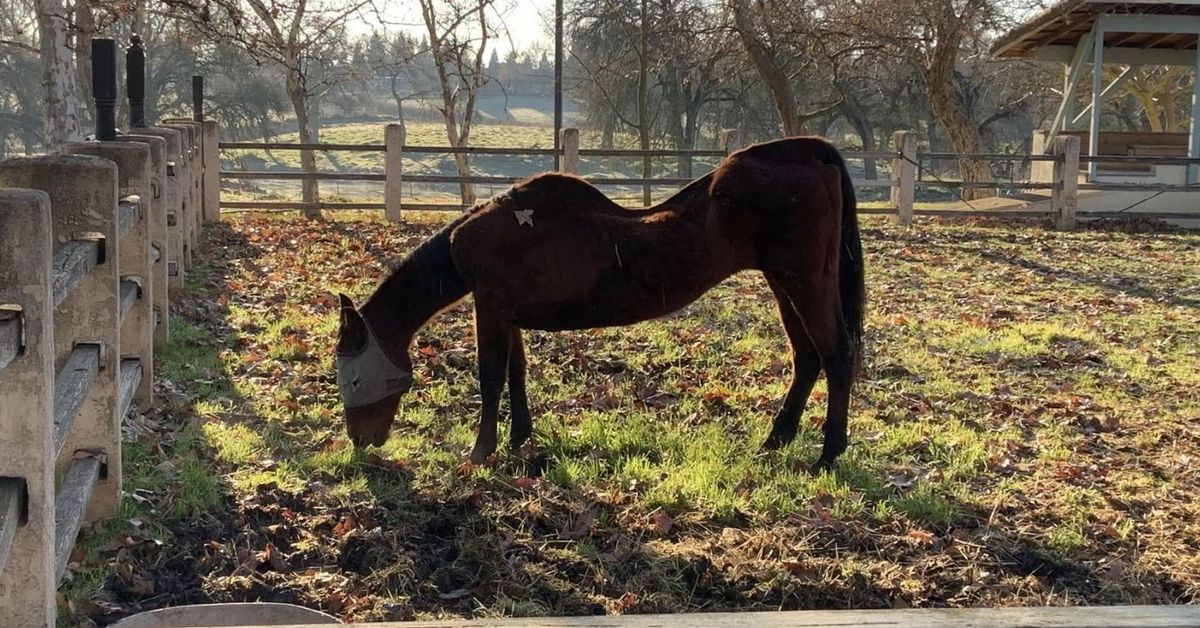 Más de 50 caballos encontrados muertos
