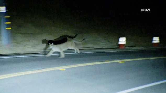 En un clip tomado en la noche, se ve a un puma y dos pequeños cachorros corriendo por Topanga Canyon Boulevard, California, lejos del incendio de Palisades.