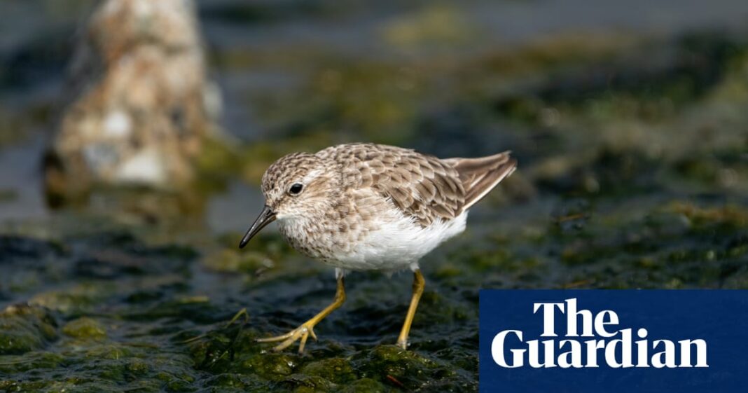 Observación de aves: un encuentro improbable con el menor playero en Somerset
