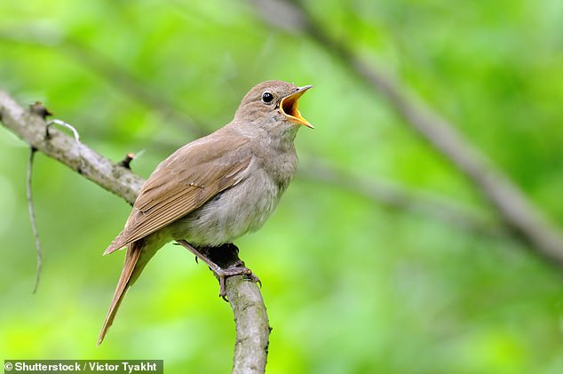 El año pasado, un equipo de científicos descubrió que las aves parecen ¿hacer amistad¿ con otras especies en los lugares de escala durante la migración