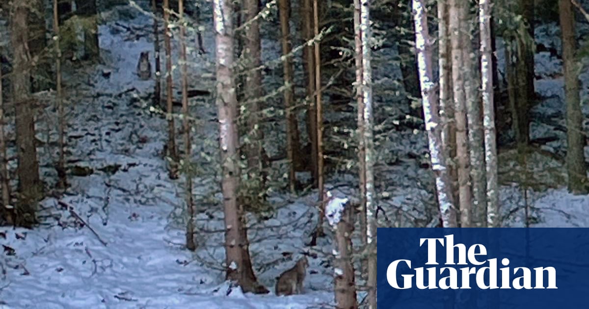 Temores de una 'reconstrucción rebelde' en las Tierras Altas de Escocia después de nuevos avistamientos de linces
