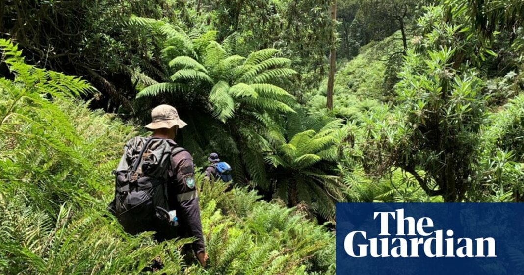 Temores por los excursionistas en un 'país malditamente duro' mientras la búsqueda de Kosciuszko entra en el día 11
