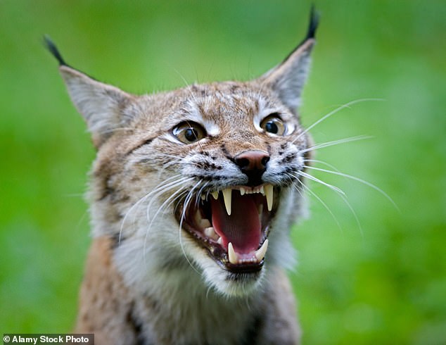 Capturados dos linces más en las Tierras Altas