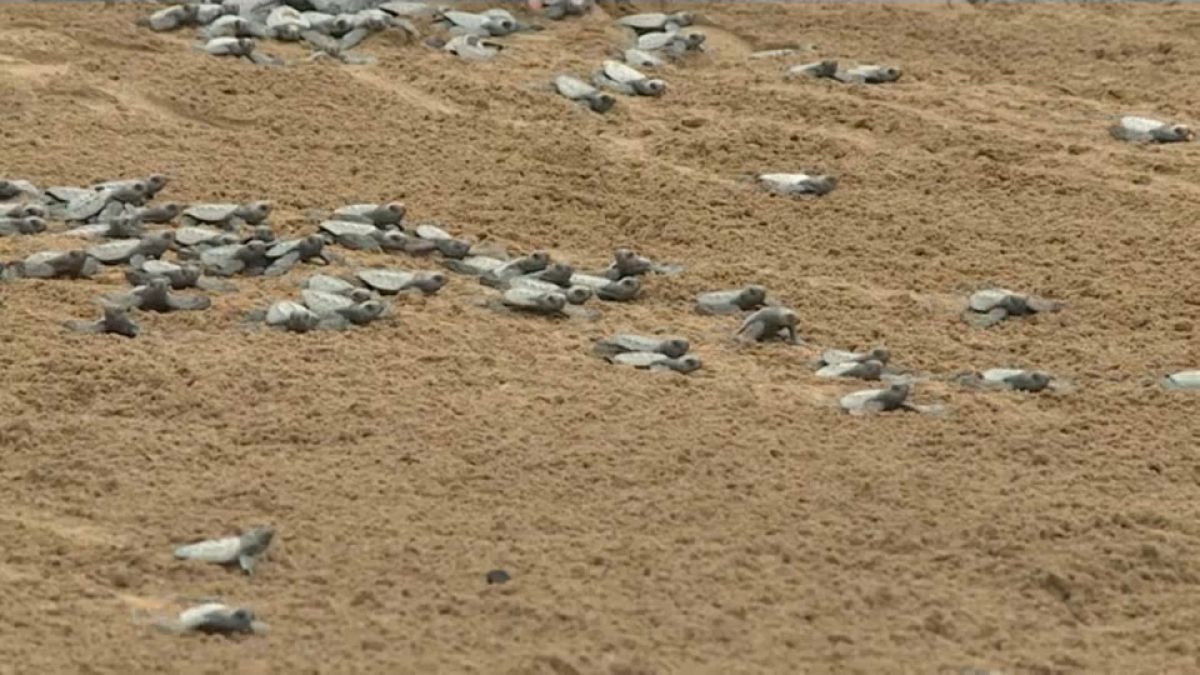 Turistas en São Tomé Watch Release of Baby Turtles into Sea
