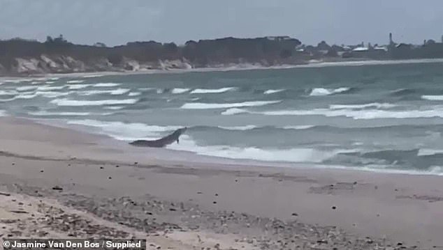 Los lugareños se sorprendieron para detectar a los cocodrilos que luchan contra las olas en una playa popular en Queensland, fuera de los límites de lo que el estado considera el 'país Croc' (en la foto)