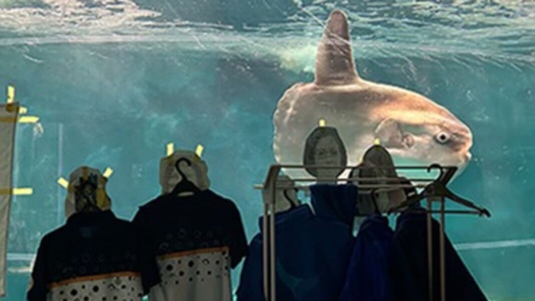 Un pez luna solitario en un acuario de Japón se anima con fotografías humanas y uniformes del personal
