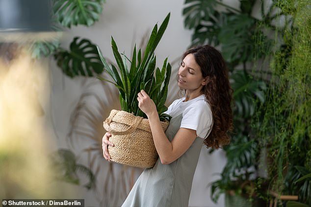 Las plantas de interior solían ser algo que la gente simplemente recordaba regar, pero ahora se las considera 