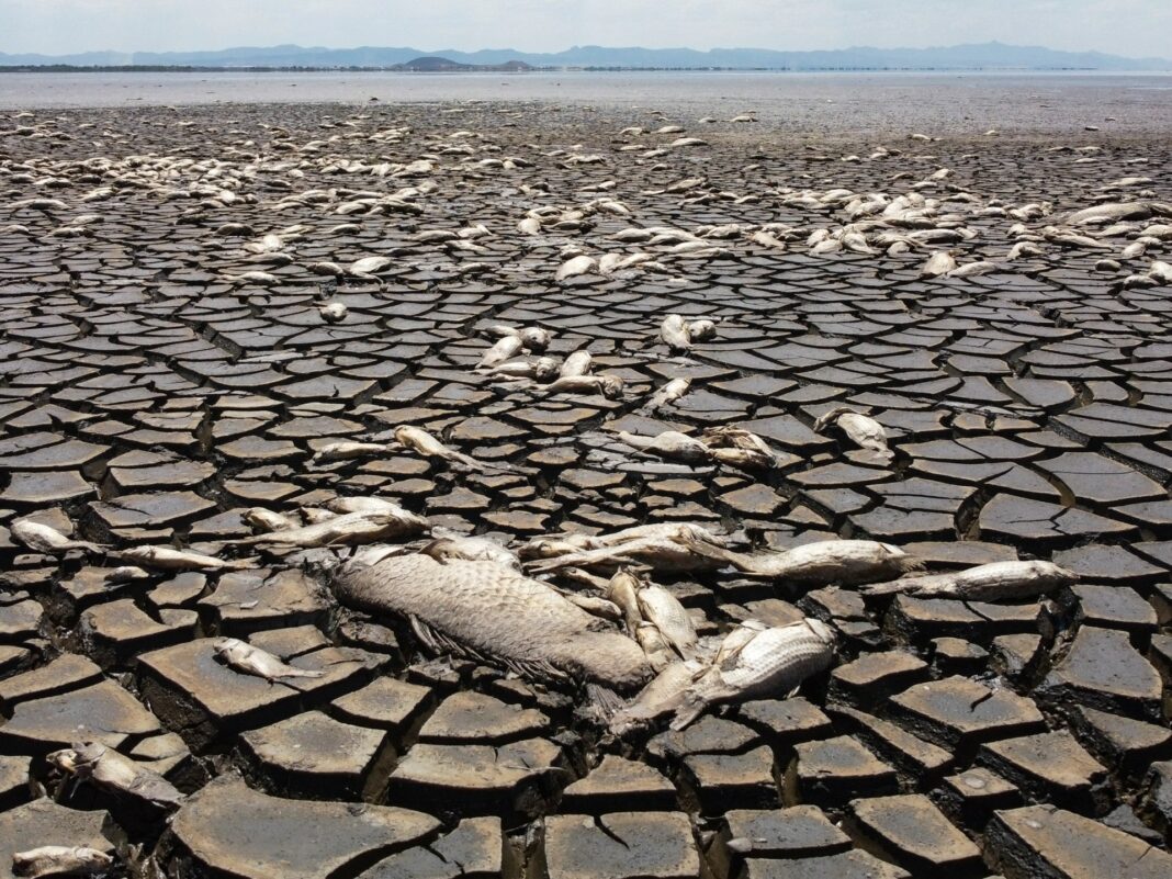 'Una trayectoria increíble': la Tierra cruzó el umbral de calentamiento de 1,5 °C en 2024
