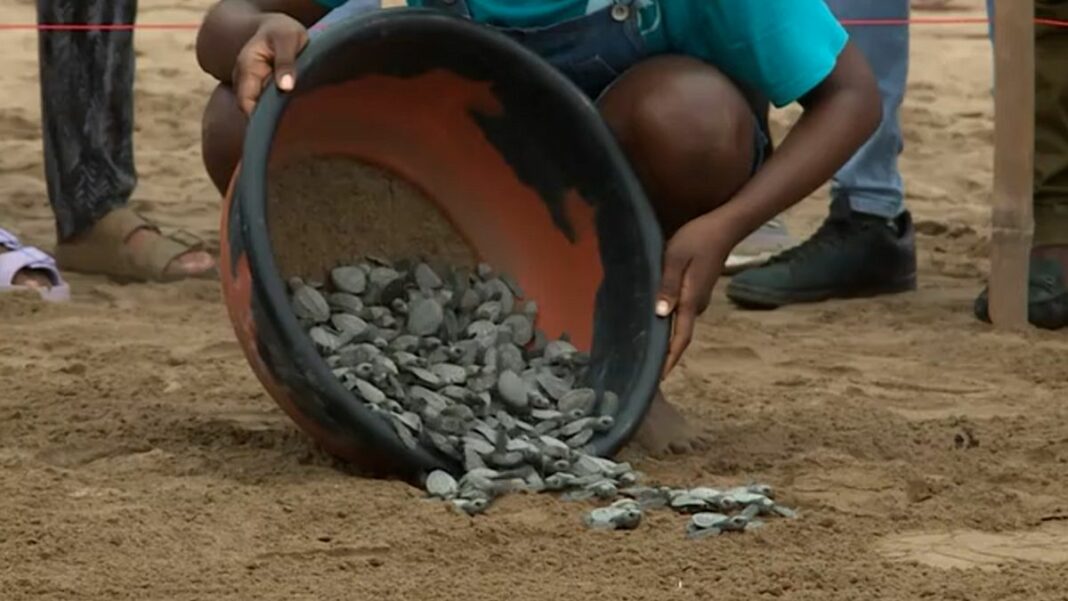 Video. Baby Sea Turtles Embark on Epic Journey con el apoyo del programa Tatô
