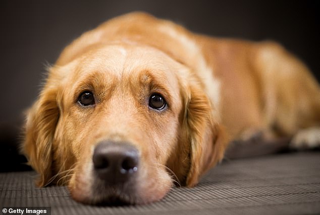 Los hallazgos, de una encuesta a 2.000 dueños, podrían indicar que los perros se ven afectados por la tristeza de enero de sus humanos, y el 94 por ciento de los dueños está de acuerdo en que sus mascotas captan las emociones de las personas (imagen de archivo).