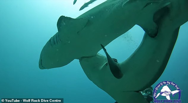 Mientras se aparean, los tiburones machos muerden las aletas pectorales o branquias de las hembras para mantenerlas en su lugar el tiempo suficiente para presionar sus vientres.