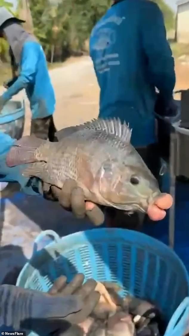 Los pescadores quedaron desconcertados por su captura, que rápidamente la devolvieron al agua.