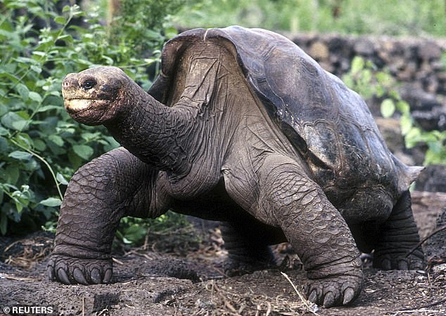 El largo adiós: El Solitario George, la última tortuga de su especie que quedaba y un héroe de la conservación, murió en 2012