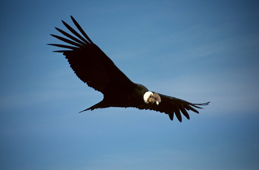 ¿Qué es un cóndor en el golf? Te explicamos las aves más raras en el golf
