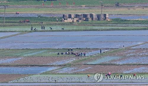 N. Korea's rice paddies shrink for 3rd consecutive year in 2024