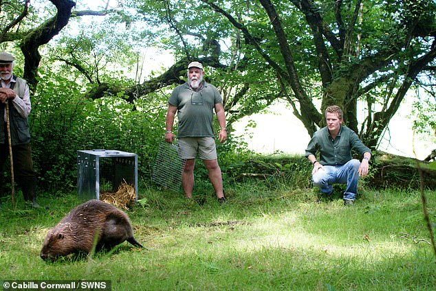 Merlin Hanbury-Wenison ha afirmado que dos castores adultos y sus tres kits han sido secuestrados de su bienestar y retiro de yoga en Bodmin Moor, Cornwall. Se lo ve aquí liberando el castor en el área