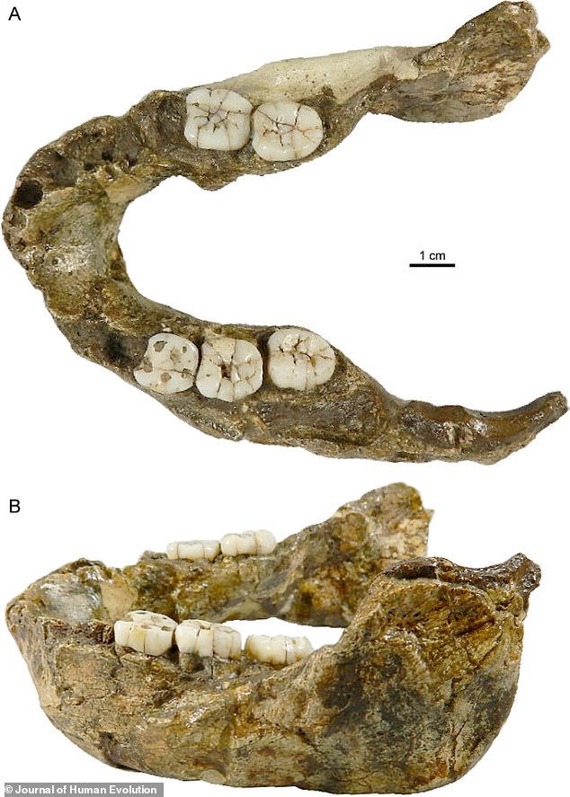 Los investigadores analizaron una mandíbula encontrada en Sudáfrica en 1949. La mandíbula y los dientes son más pequeños que otros especímenes de Paranthropus, lo que lleva al equipo a describir esto como una nueva especie: Paranthropus capensis