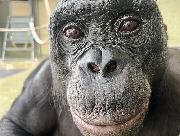 Kanzi (en la foto) fue uno de los tres bonobos que participaron en el experimento que involucraba a ellos encontrando golosinas en tazas