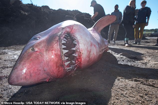 Un gran tiburón blanco muerto en tierra en Nauset Beach, Massachusetts, en octubre de 2024.