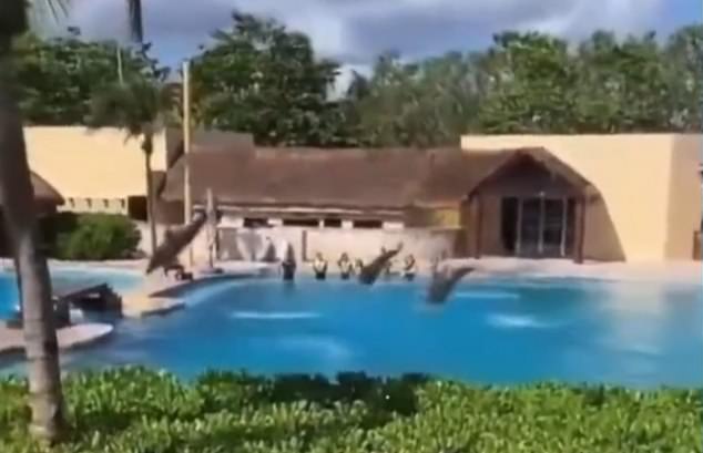 Este es el momento horrible que un delfín murió después de saltar de una piscina en un resort mexicano y destrozar el piso de concreto