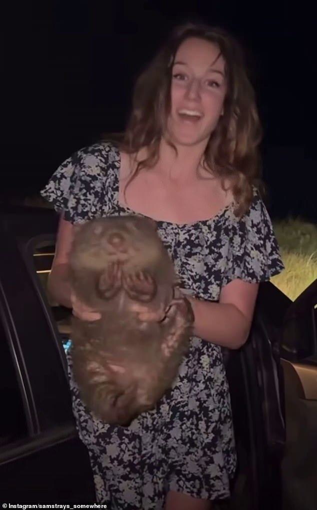 Samantha Strable, de 24 años, compartió un video eliminado desde su cuenta de Instagram el martes de ella agarrando un wombat joey salvaje