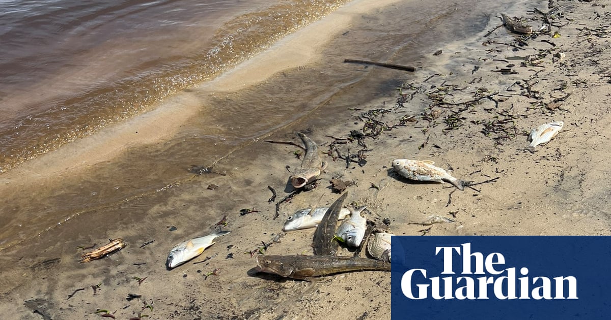 Miles de peces mueren en ríos del norte de ciclón en medio de informes de anguilas y cangrejos que huyen de 'Blackwater'
