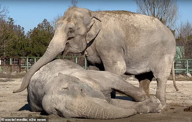 Un elefante de circo muestra un dolor profundamente conmovedor a medida que su compañero realizando desde hace mucho tiempo se derrumba de repente y muere