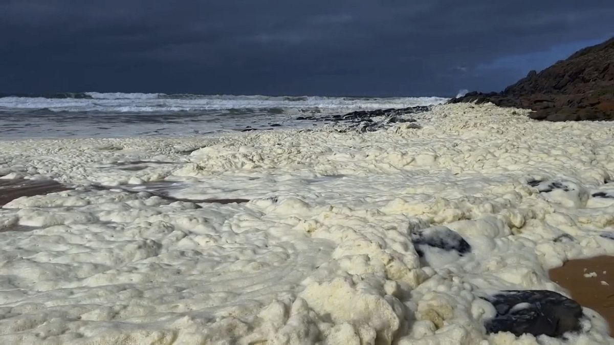 Video. Cierres de playa de espuma tóxica y fuerza de pescado muerto en el sur de Australia
