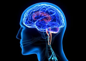 La memoria muscular se retiene a nivel de proteína, encuentra el estudio