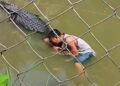 Un hombre atacado por un cocodrilo en un recinto de zoológico.