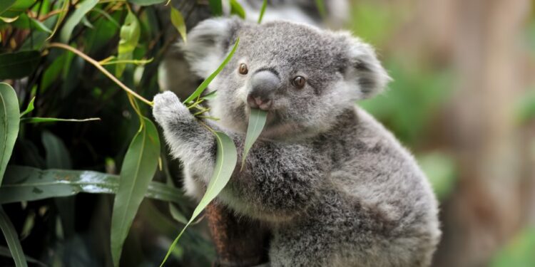 Koala comiendo eucalipto hojas.