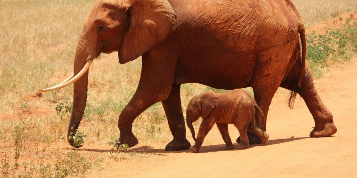 Safari en Tanzania: ¿cuáles son las ventajas y los lugares para visitar?