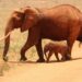 Safari en Tanzania: ¿cuáles son las ventajas y los lugares para visitar?