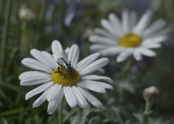 Insecto en una margarita.
