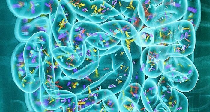 Diferentes proteínas dietéticas alteran el entorno del microbioma intestinal
