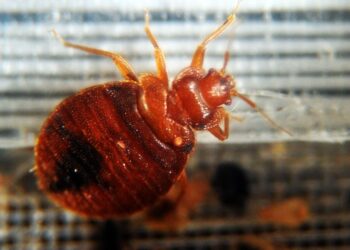 Primer plano de una chinches.