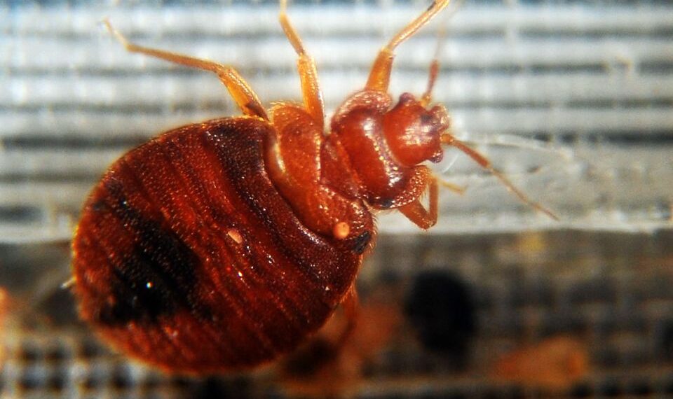 Primer plano de una chinches.