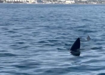 Una aleta de tiburón de 12 metros en el océano frente a la costa de Marbella.