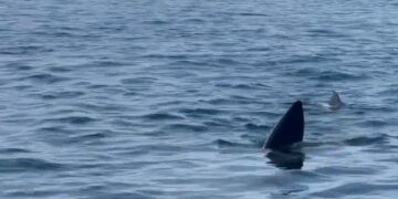 Una aleta de tiburón de 12 metros en el océano frente a la costa de Marbella.