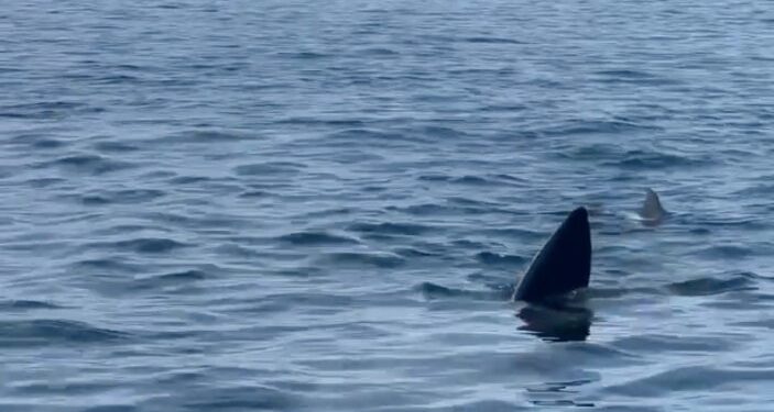 Una aleta de tiburón de 12 metros en el océano frente a la costa de Marbella.