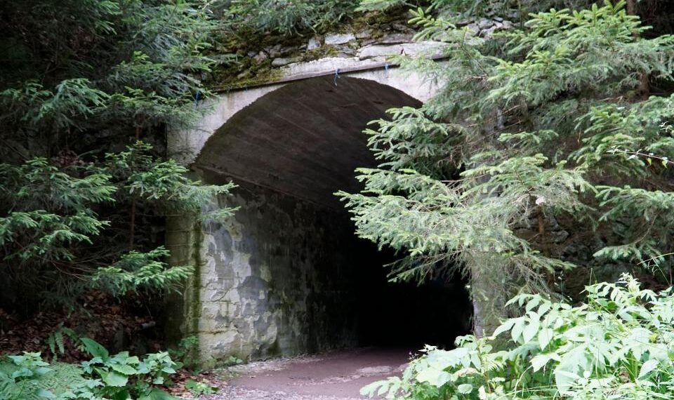 Entrada a un túnel oscuro cubierto de vegetación.