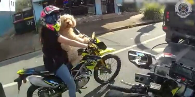 Mujer montando motocicleta con perro.