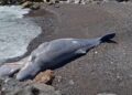 La ballena de esperma muerta se lavó en una playa.