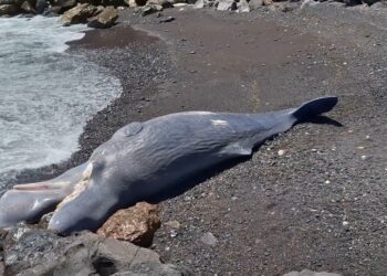 La ballena de esperma muerta se lavó en una playa.