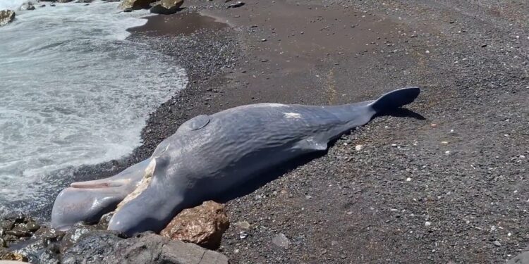 La ballena de esperma muerta se lavó en una playa.