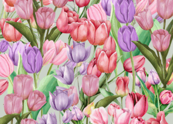 Ilustración de tulipanes rosados ​​y morados.