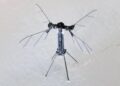 La China de Robo-Sting presenta un pequeño y aterrador dron del tamaño de mosquitos para ser utilizado para espiar y 'misiones especiales' mientras se colan en las casas,
