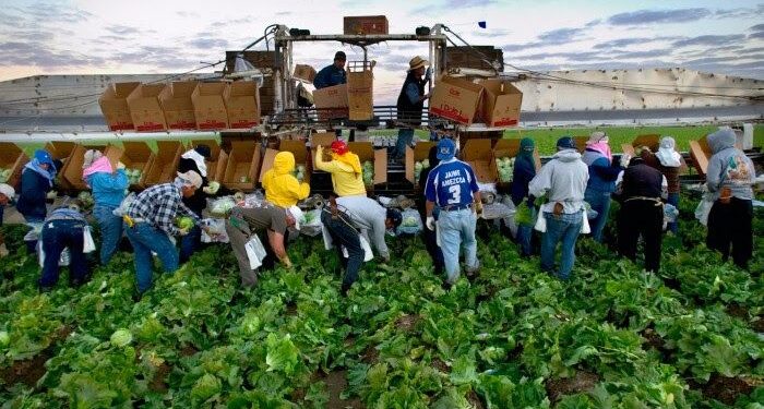 DOL suspende la aplicación de la regla del trabajador agrícola de la era Biden